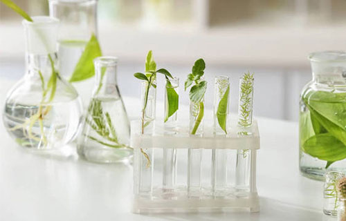 Top 10 Trends in the Plant Extract Market in 2021, Influected by the Epidemic